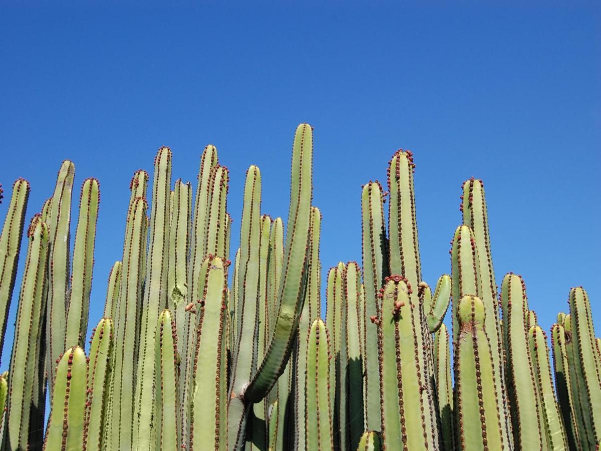 Los Dragos Salobre Golf Villas 3 By Villagrancanaria 마스팔로마스 외부 사진